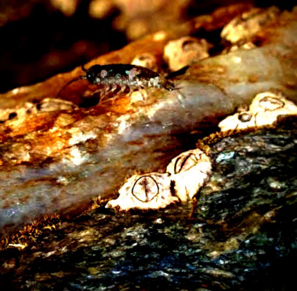 ma sar poi un crostaceo? Ligia oceanica